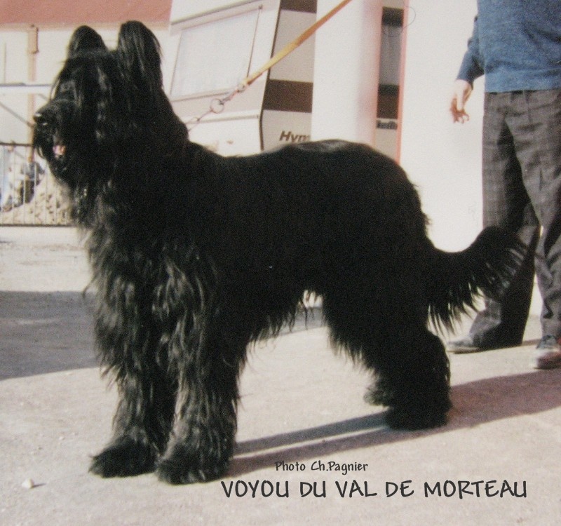 Voyou du val de morteau