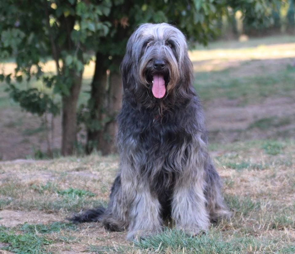 Fanfan azul  de los laureles