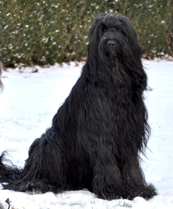 CH. Andolini pido von ministry of love