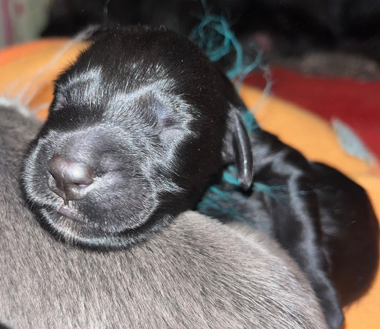 B Loreleï X Andolini