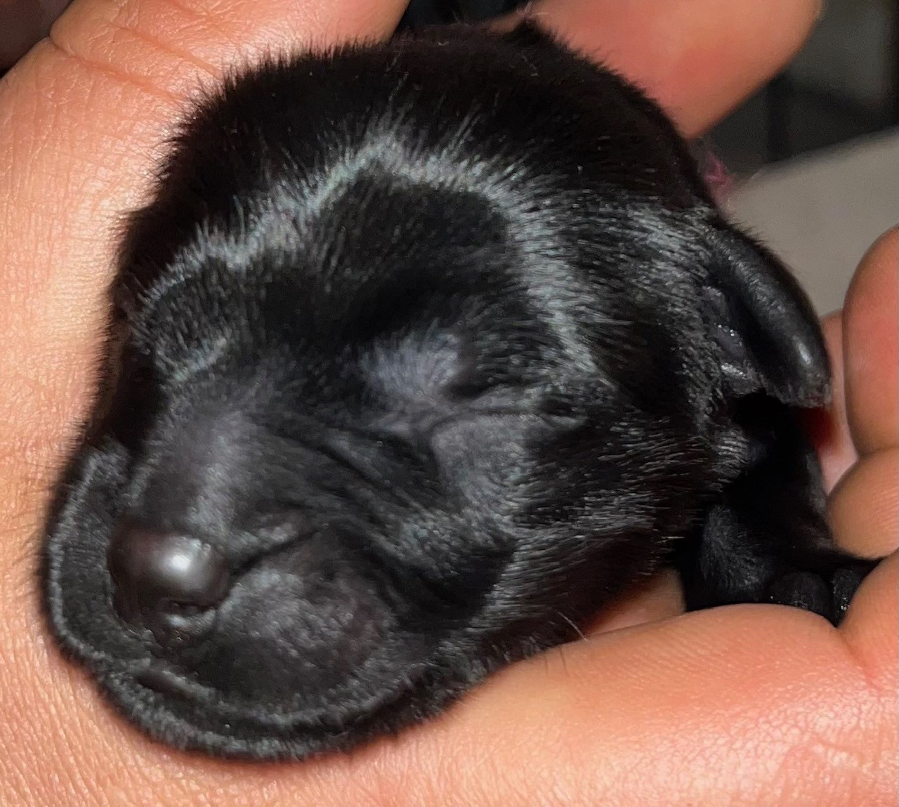 du val de morteau - Chiots disponibles - Berger de Brie