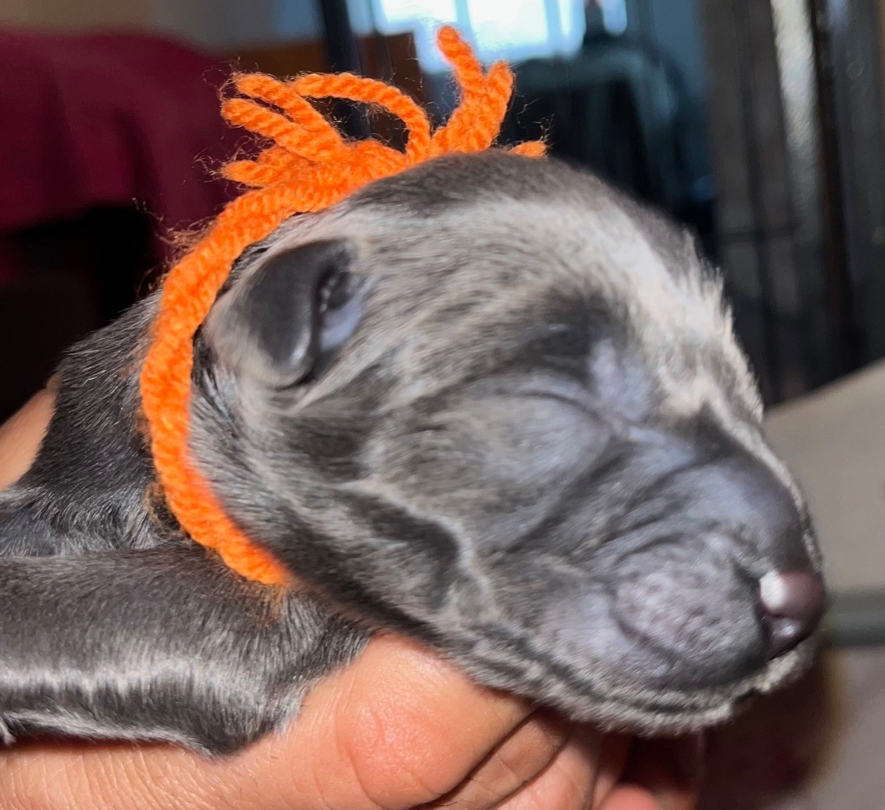 du val de morteau - Chiots disponibles - Berger de Brie