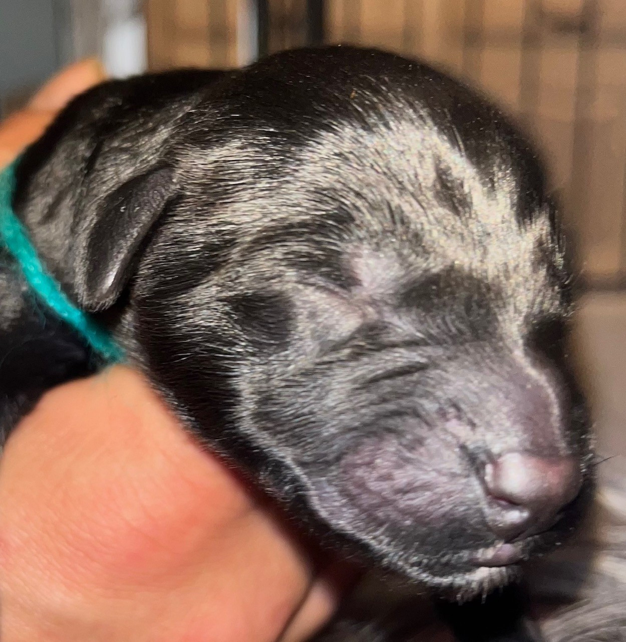 du val de morteau - Chiots disponibles - Berger de Brie