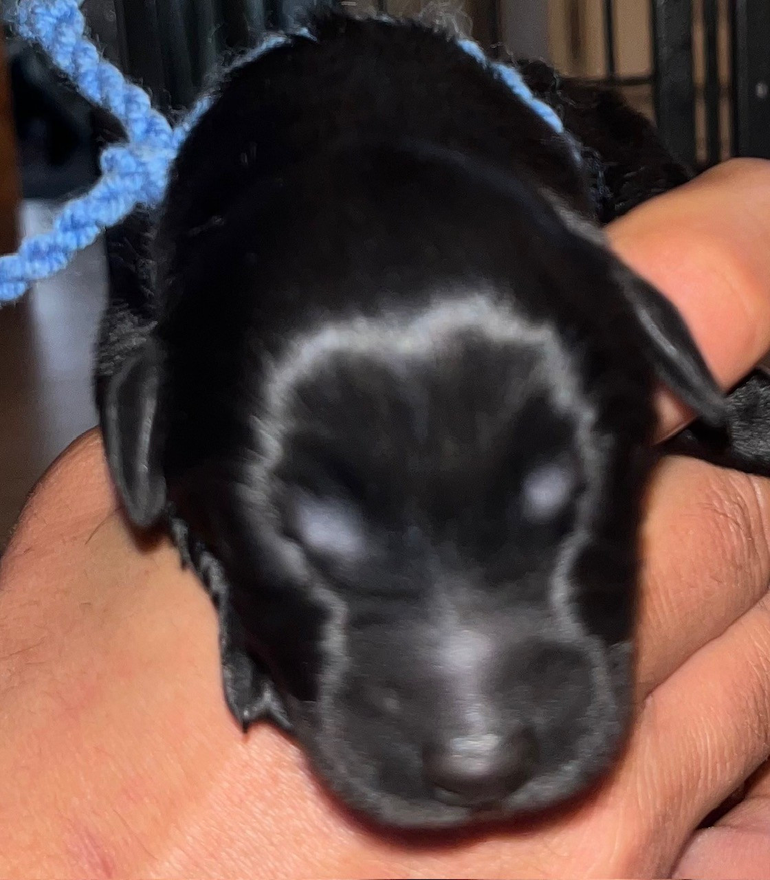 du val de morteau - Chiots disponibles - Berger de Brie