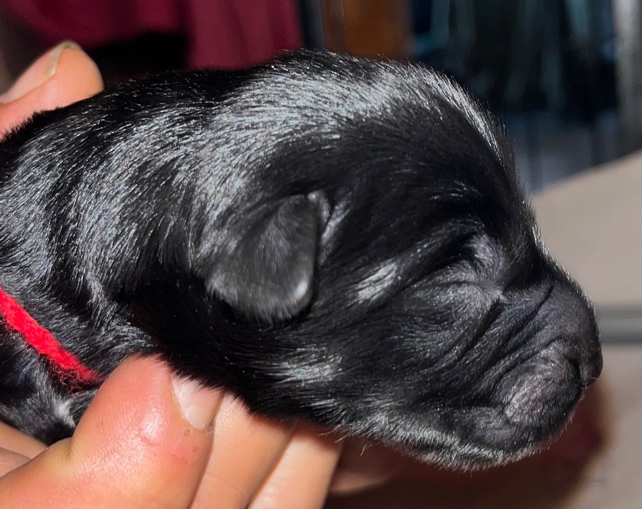 du val de morteau - Chiots disponibles - Berger de Brie