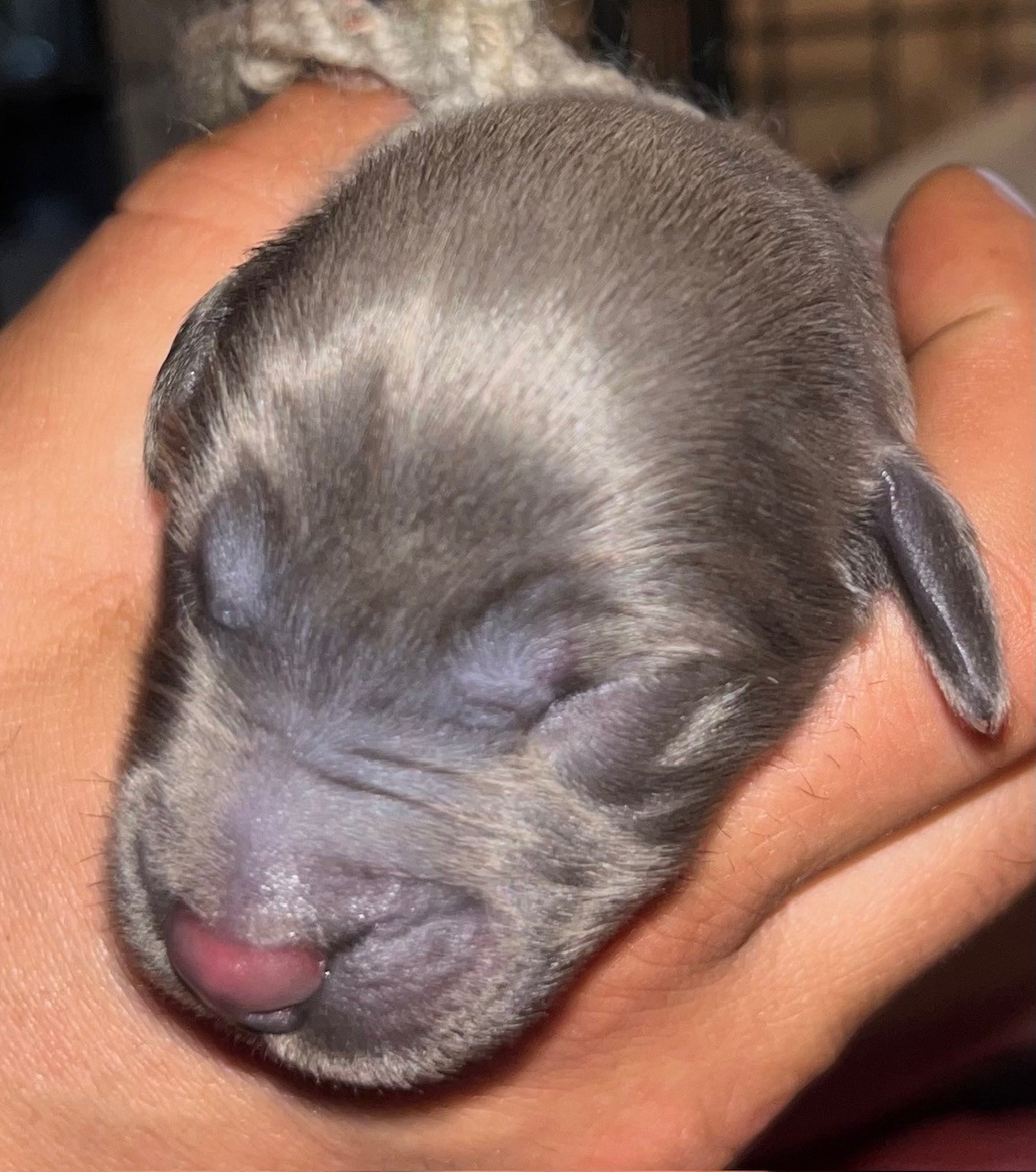 du val de morteau - Chiots disponibles - Berger de Brie