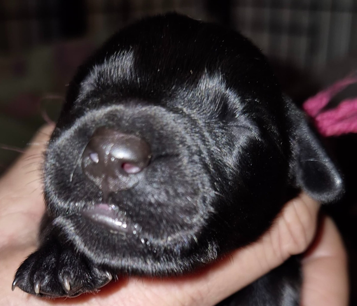 du val de morteau - Chiots disponibles - Berger de Brie