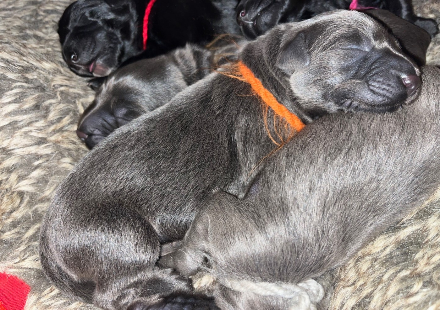 du val de morteau - Chiots disponibles - Berger de Brie