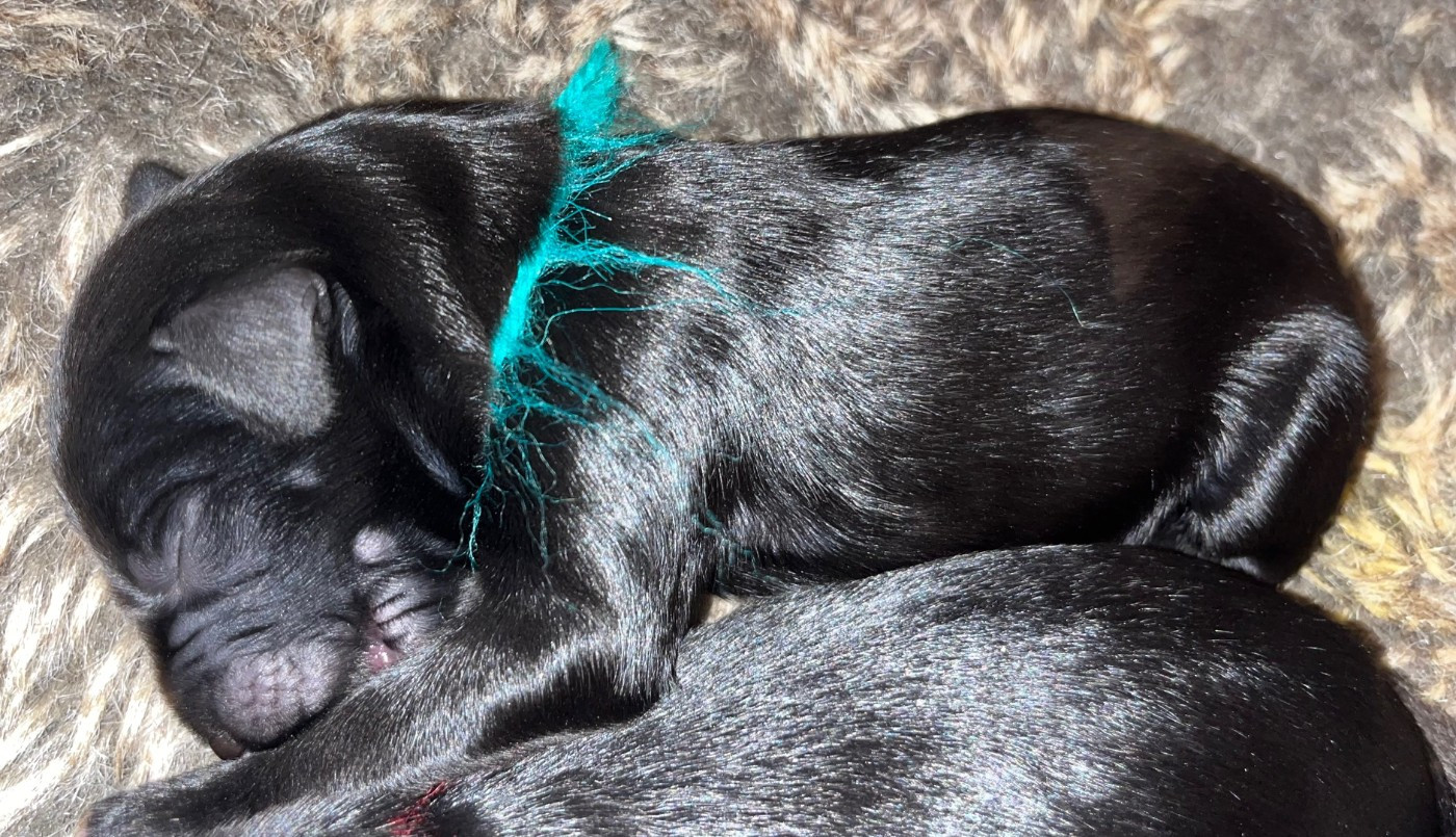 du val de morteau - Chiots disponibles - Berger de Brie