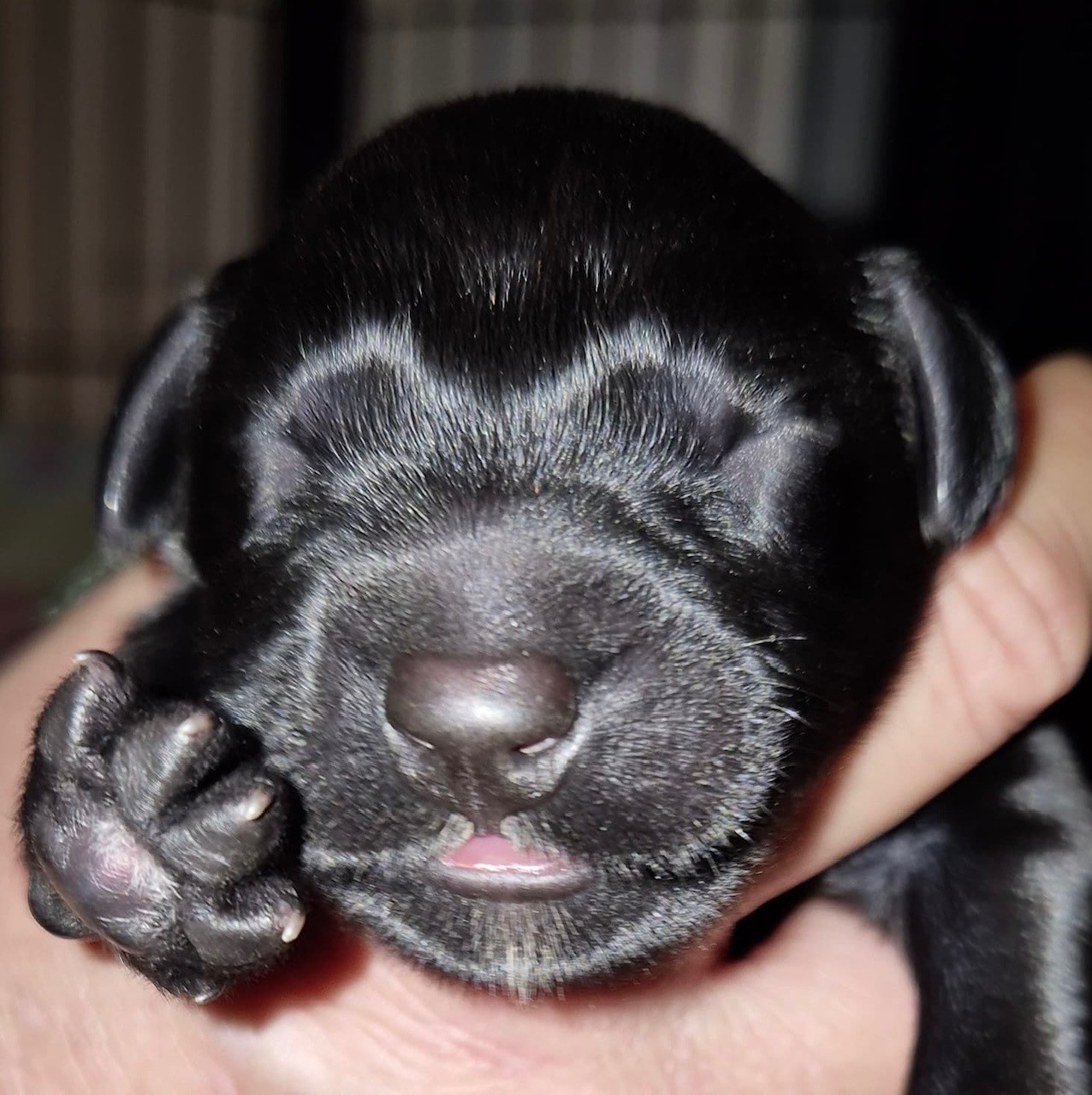 du val de morteau - Chiots disponibles - Berger de Brie