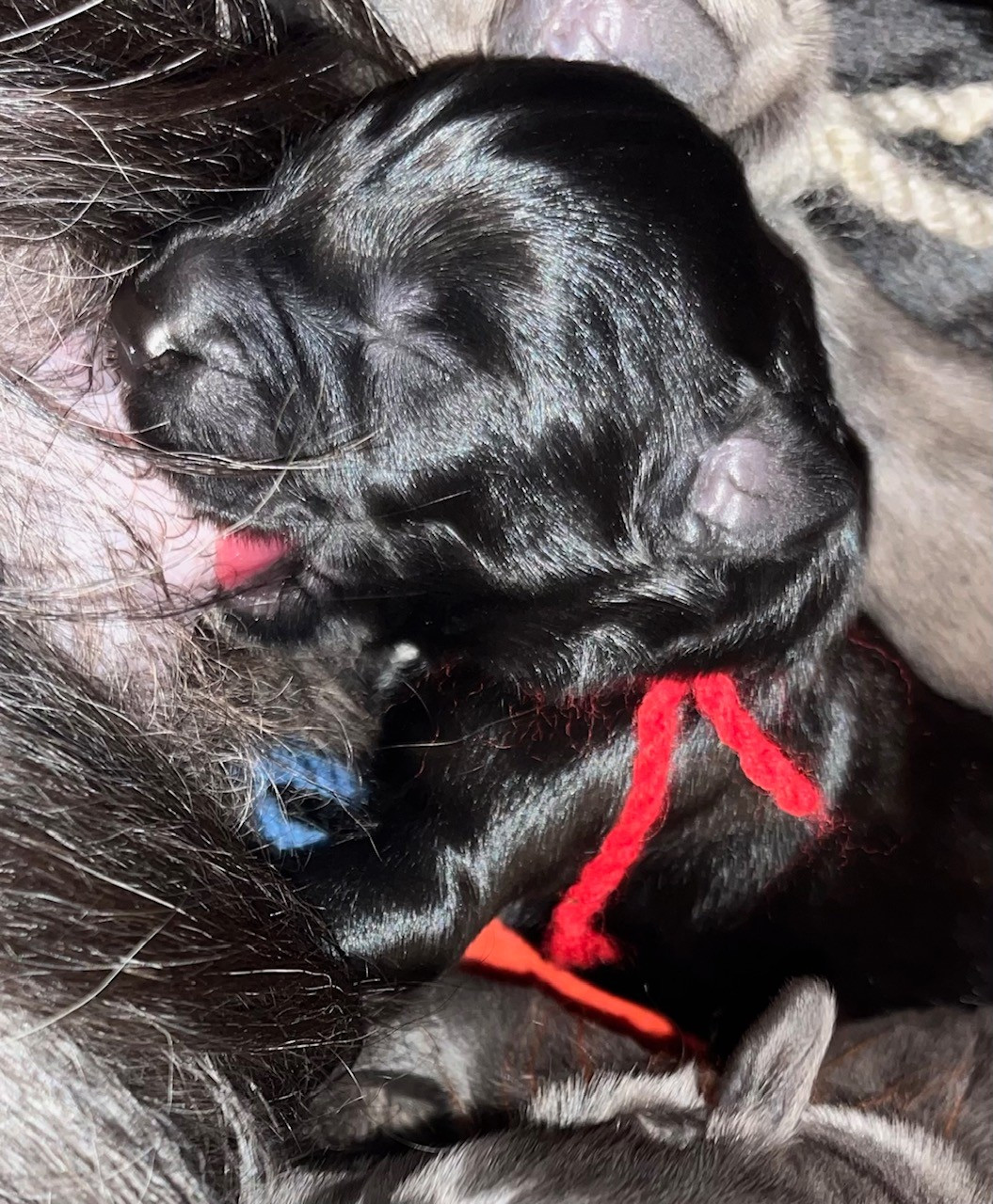 du val de morteau - Chiots disponibles - Berger de Brie