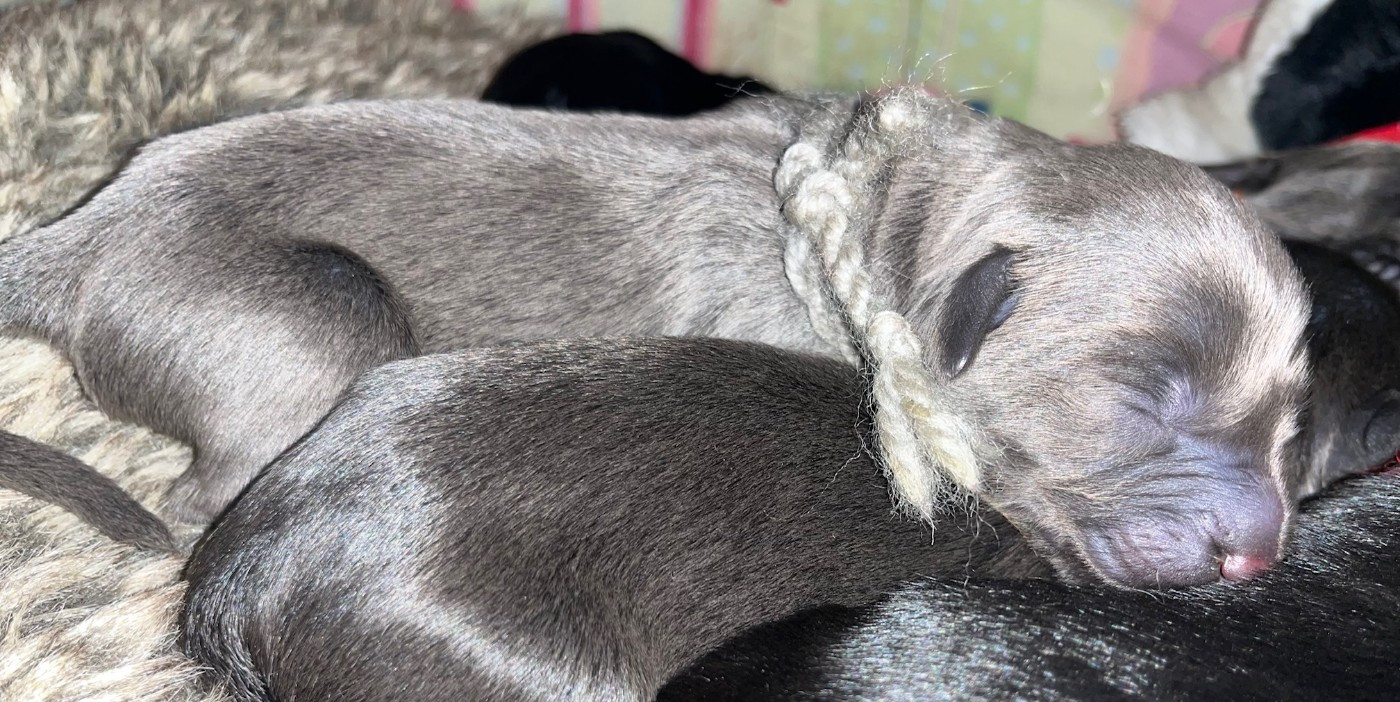 du val de morteau - Chiots disponibles - Berger de Brie