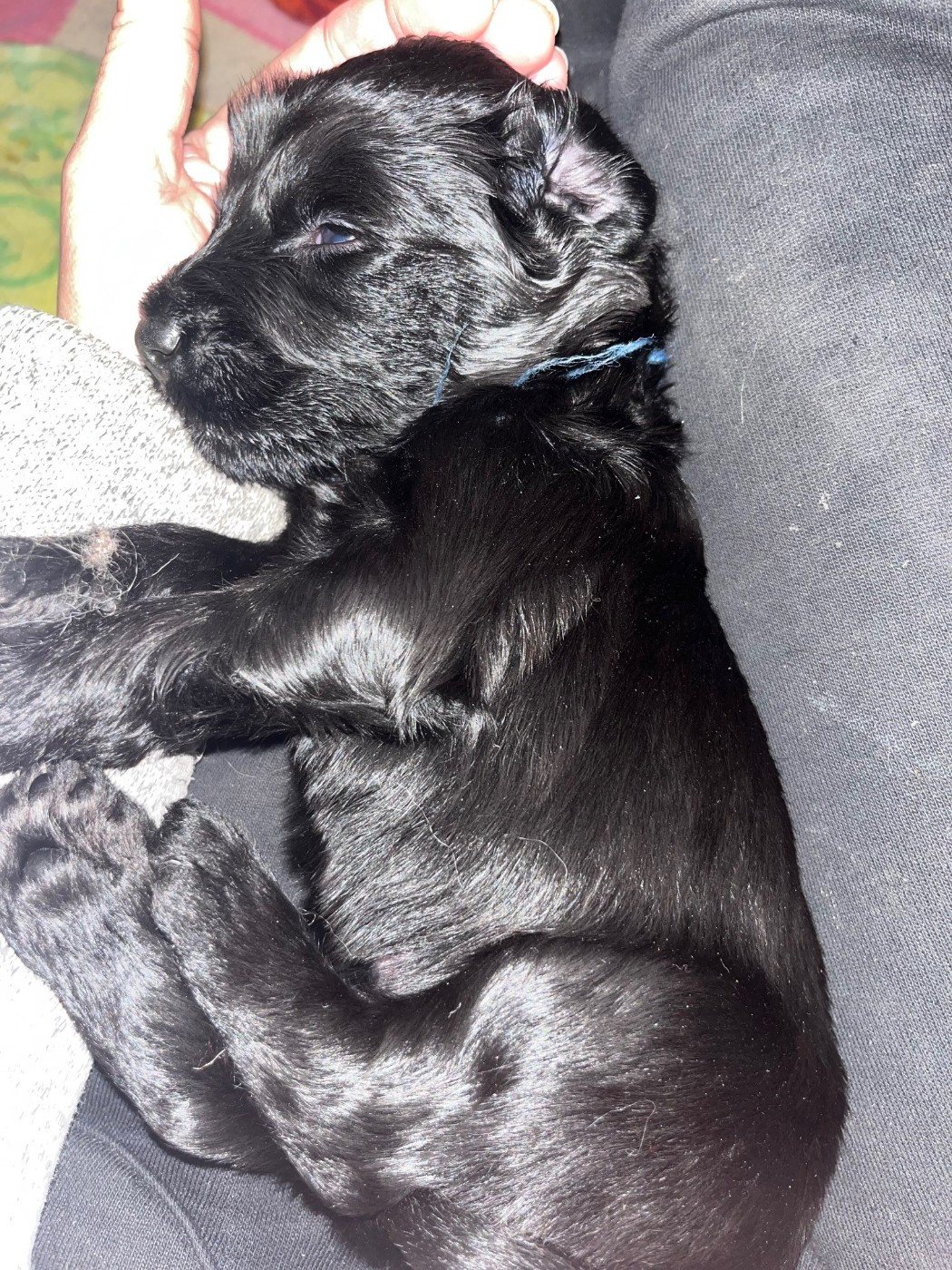 du val de morteau - Chiots disponibles - Berger de Brie