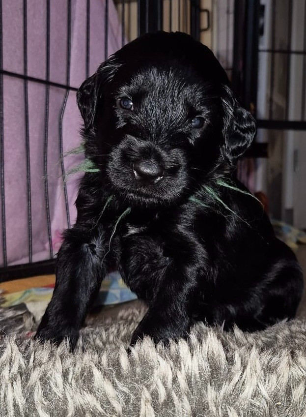 du val de morteau - Chiots disponibles - Berger de Brie